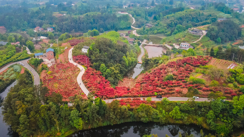 四川：自貢市貢井區(qū)首屆紅葉文化旅游活動將于23日舉辦，五大系列推動文旅產(chǎn)業(yè)發(fā)展！