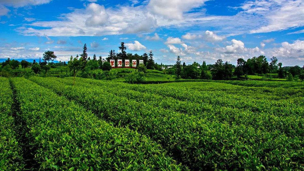 蒙頂山茶基地.jpg